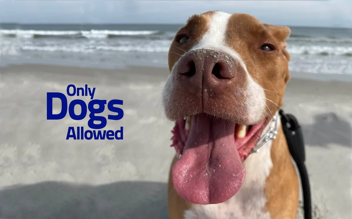 A joyful close-up of a dog's face with the ocean visible in the background and a sign, capturing the spirit of pet-friendly outdoor fun. The scene suggests easy access to beach walks for guests with pets, reinforcing the inclusive, welcoming nature of the property.